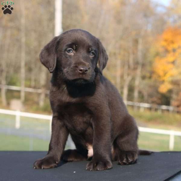 Mac, Chocolate Labrador Retriever Puppy